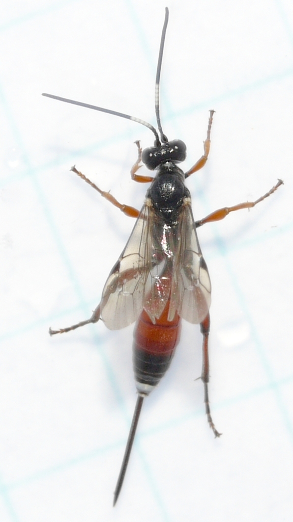 Ichneumonid wasp