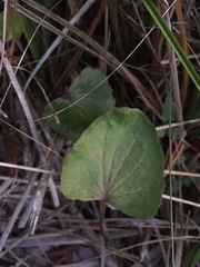 Centella erecta