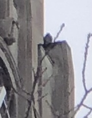 Falco peregrinus