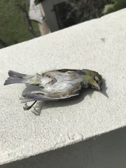 Zosterops lateralis lateralis