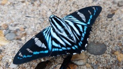 Phocides