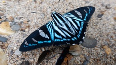 Phocides