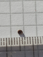 Gyraulus rossmaessleri