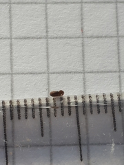 Gyraulus rossmaessleri