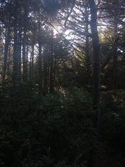 Pinus contorta contorta