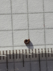 Gyraulus rossmaessleri