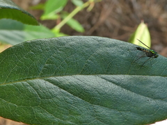 Condylostylus graenicheri