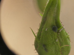 Aphis gossypii