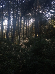 Pinus contorta contorta