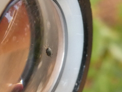 Aphis gossypii