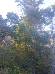 Pinus contorta contorta