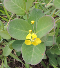 Stigmaphyllon paralias