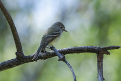 Empidonax hammondii