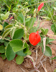 Periandra coccinea