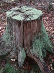 Cladonia caespiticia