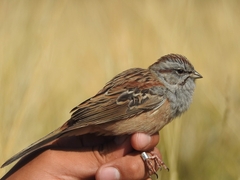 Emberiza godlewskii