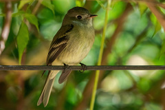 Empidonax hammondii