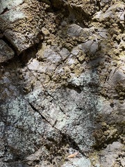 Physcia caesia