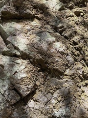 Physcia caesia