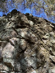 Physcia caesia
