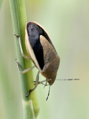 Chlorochroa osborni