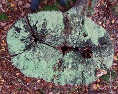 Cladonia caespiticia
