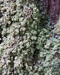 Cladonia caespiticia