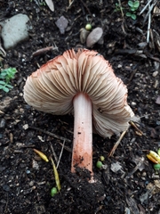 Inocybe godeyi