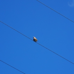 Cincloramphus mathewsi