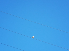 Cincloramphus mathewsi