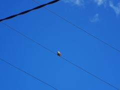 Cincloramphus mathewsi