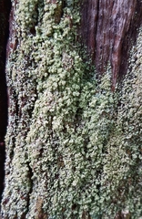 Cladonia caespiticia