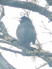 Hypsipetes borbonicus