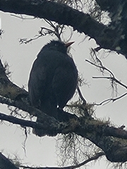 Hypsipetes borbonicus