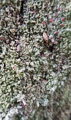 Cladonia caespiticia
