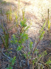 Hypericum cistifolium