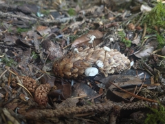 Strobilurus occidentalis