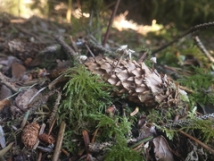 Strobilurus occidentalis