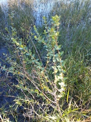 Hypericum myrtifolium