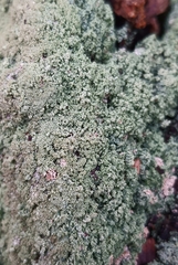 Cladonia caespiticia