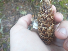 Strobilurus occidentalis