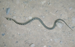 Zamenis scalaris
