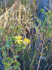 Hypericum myrtifolium