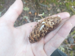 Strobilurus occidentalis