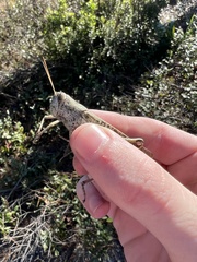 Schistocerca rubiginosa