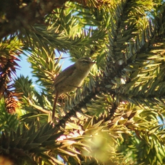 Cranioleuca obsoleta