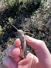 Schistocerca rubiginosa