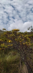 Hypericum laricifolium