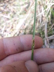 Carex divisa