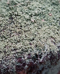 Cladonia caespiticia